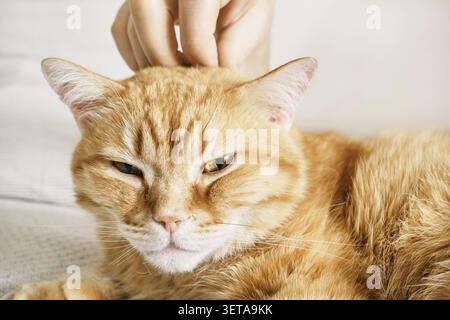Die orangene Tabbykatze schließt die Augen, während sie von menschlichen Händen auf den Kopf streichelt Stockfoto