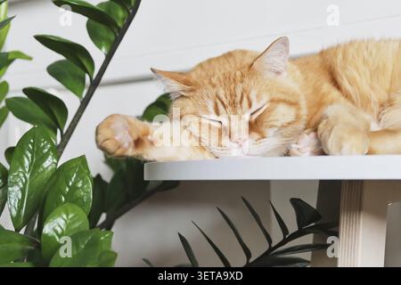 Ginger Tabby Katze schläft ruhig neben einer hellgrünen ZZ Pflanze im Haus Stockfoto