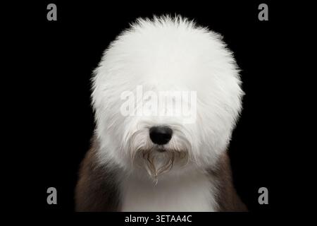 Altenglischer Schäferhund Nahaufnahme frontales Porträt mit langem weißen Fransen, die Augen auf schwarzem Hintergrund bedecken, Studioaufnahme Stockfoto