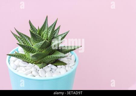 Haworthia auf pastellrosa Hintergrund Sukkulente Pflanze in einem blauen Topf. Minimales Stilllebenskonzept, Kopierraum Stockfoto