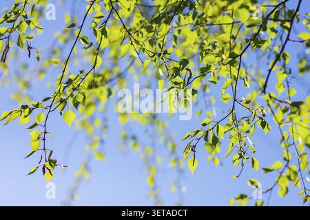 Im Frühjahr blühen junge Blätter auf Birke. Blühende Birke. Starkes Allergen Stockfoto