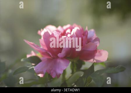 Wunderschöne, weiche rosa Pfingstrosen aus nächster Nähe im Garten an einem sonnigen Sommertag. Weichzeichner Stockfoto