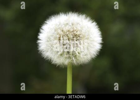 Aufgeblähte Löwenzahnuhr aus weißen Samen auf einem verschwommenen grünen Hintergrund der Sommerwiese. Flauschige Textur einer weißen Löwenzahnblüte in der Nähe... Stockfoto