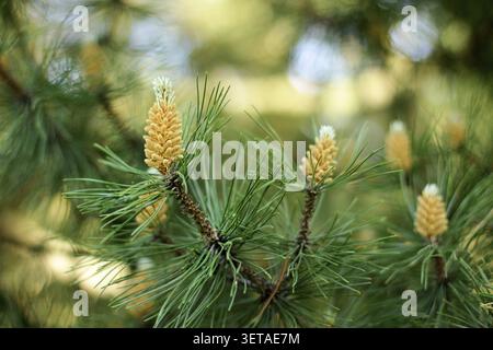 Kiefernknospen im Frühjahr. Blühende Kiefernäste. Junger Kiefernzapfen Stockfoto