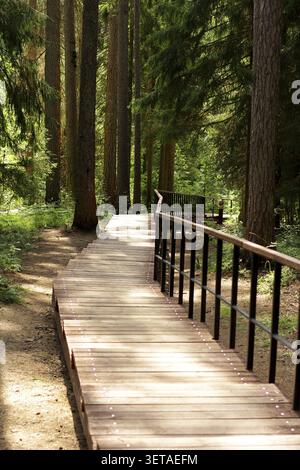 Die Gasse zwischen den Lärchen. Straße im Wald zwischen Bäumen. Holzboden in einem schönen Wald. Lindulovskaja-Haine Stockfoto