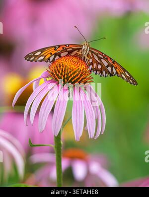 Der Golf Fritillary Schmetterling (Agraulis vanillae) ernährt sich von Purple Coneflower im Schmetterlingsgarten. Nahaufnahme. Vorderansicht. Stockfoto