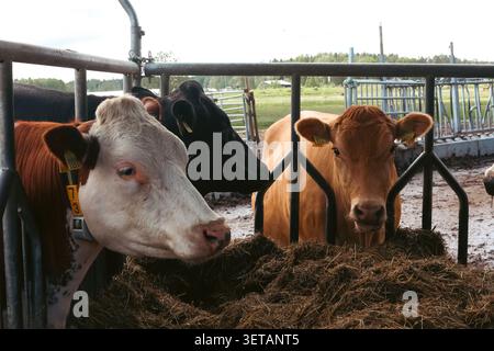 Eine Kuh steht im Dreck, Milchkühe in einer Farm, Eine Rinderherde, Die auf einem Haufen Heu liegt. Milchkühe auf einem Bauernhof Stock Photo Stockfoto