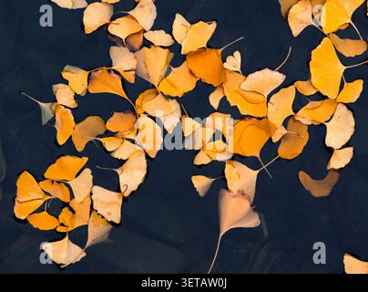 Goldene Blätter schweben im Herbst auf der Wasseroberfläche und zeigen die Veränderungen der Natur und die Jahreszeiten in einem ruhigen Moment Stockfoto