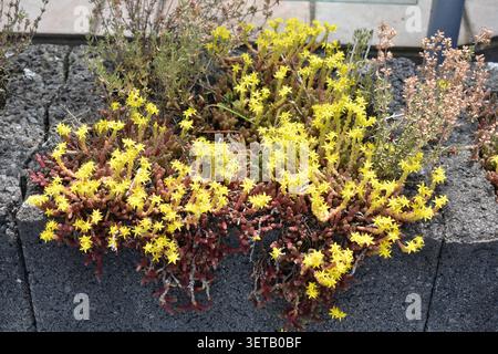 Helles Gelbgold-Moos Stockfoto
