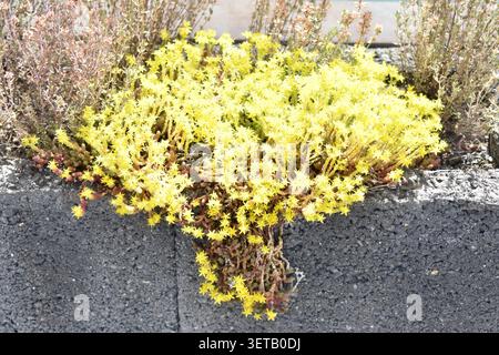 Helles Gelbgold-Moos Stockfoto