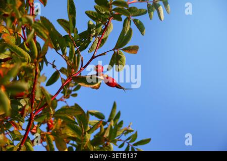 Die lebendige Rote Rose hüpft sich im Herbst gegen den klaren blauen Himmel Stockfoto