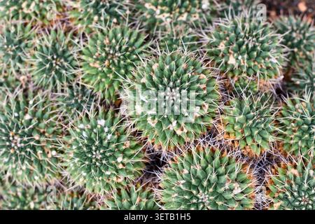 Blick von oben auf viele kleine Mammillaria-Kaktuspflanzen Stockfoto