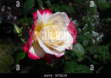 Rose Doppel-Genuss im Garten Stockfoto