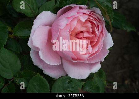 Zarte Rose Königin von Schweden Nahaufnahme Stockfoto