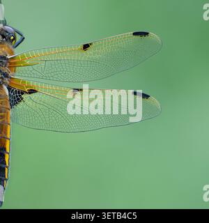 Vierfleckiger Chaser (Libellula quadrimaculata), Somerset, Großbritannien Stockfoto