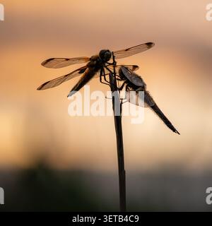 Vierfleckiger Chaser on Reed (Libellula quadrimaculata), Somerset, Großbritannien Stockfoto