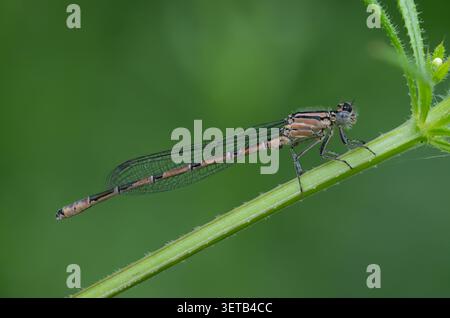 Damselfly mit weißem Bein, weiblich (Platycnemis Pennipes) Stockfoto