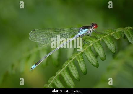 Red-eyed Damselfly (Erythromma najas) Stockfoto