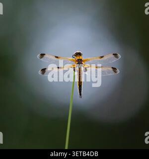 Vierfleckiger Chaser (Libellula quadrimaculata), Somerset, Großbritannien Stockfoto