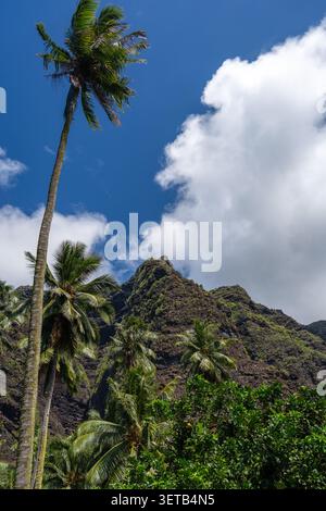 Ein üppiger Dschungelpfad durch das Hakaui-Tal, Nuku Hiva, die Marquesas-Inseln und Französisch-Polynesien. Majestätische Basaltklippen und dichte Vegetation umgeben die Tra Stockfoto