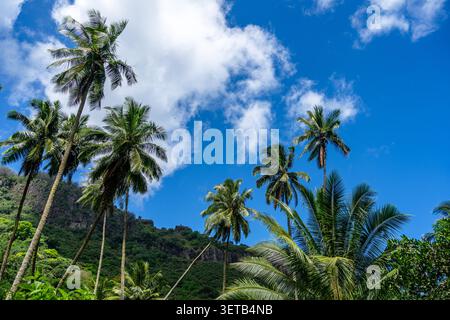 Ein üppiger Dschungelpfad durch das Hakaui-Tal, Nuku Hiva, die Marquesas-Inseln und Französisch-Polynesien. Majestätische Basaltklippen und dichte Vegetation umgeben die Tra Stockfoto