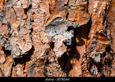 Nahaufnahme der rauen Baumrinde mit natürlicher Holzstruktur, sanfter Unschärfe und warmen Tönen. Naturhintergrund mit satten Details und organischem Muster Stockfoto