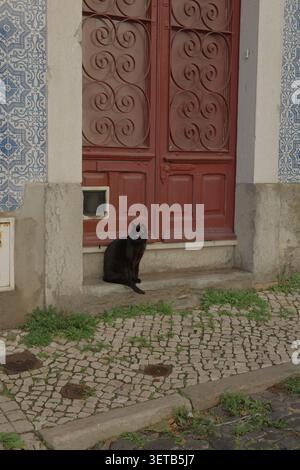 Schwarze Katze, die auf einer Steinmauer sitzt, vor der verzierten Tür aus rotem Eisen mit blau-weißer Azulejo-Mauer und Kopfsteinpflaster in Lissabon Alfama Stockfoto