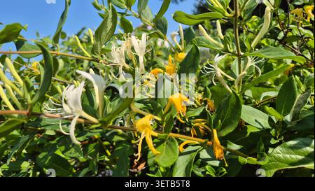 Die duftenden Blüten der Geißblatt (Lonicera periclymenum) im Frühjahr Stockfoto