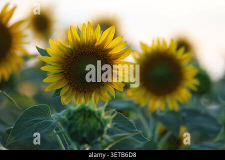 Detaillierte Makroaufnahme einer leuchtend gelben Sonnenblume, die auf einem Feld mit weichem Bokeh-Hintergrund blüht Stockfoto