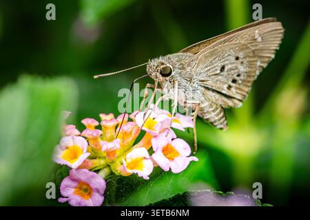 Indischer palmenbob-Schmetterling trinkt Nektar aus leuchtenden rosa und gelben lantana-Blüten vor einem verschwommenen grünen Hintergrund. Thailand-Fotografie, keine GE Stockfoto
