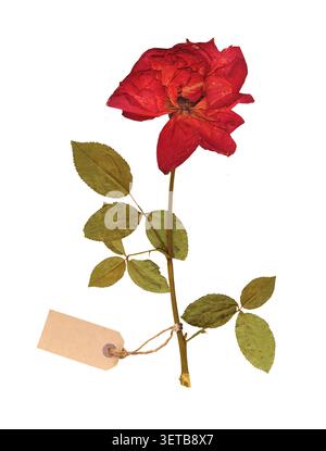 Getrocknete Rosenblüten, Zweige mit Blättern und Retro-Tag. Trocken gepresstes Blatt-, Blüten- und Papieretikett. Kann für Retro-, Vintage- und nostalgische Scrapbooki verwendet werden Stockfoto