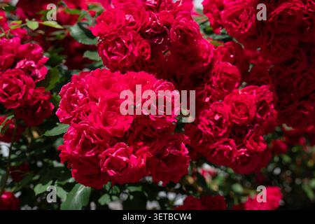 Texturhintergrund eines üppigen Busches mit leuchtenden roten Rosen. Detaillierte Nahaufnahme mit frisch blühenden scharlachroten Rosenblüten und grünen Blättern Stockfoto