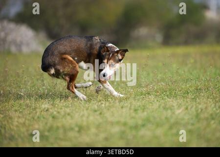 Ein gemischter Hund dreht sich schnell, während er im Freien über grasbewachsenes Feld läuft. Sportliche Bewegung sorgt für dynamische Action-Atmosphäre. Stockfoto