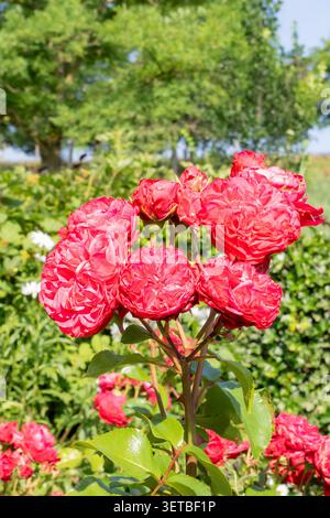 Eine Gruppe von hellrosa Gartenrosen blüht an einem sonnigen Sommertag im Freien mit einem natürlichen grünen Gartenhintergrund und weichem Bokeh. Stockfoto