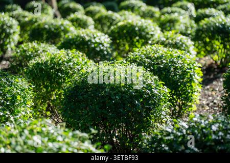 Ein detaillierter Blick auf gepflegte runde grüne Büsche in einem sonnendurchfluteten Garten mit formellem Landschaftsdesign und präzisem Gartenbau Stockfoto