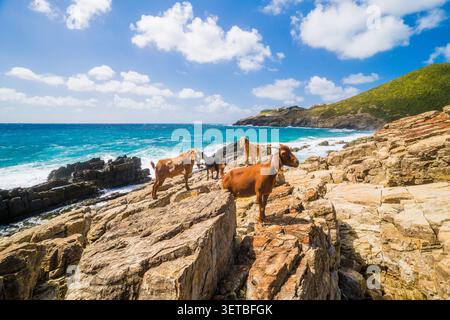Eine Ziegenherde auf einer sonnigen Klippe Stockfoto