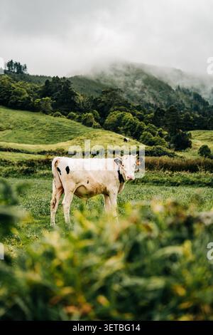 Weiße Kuh auf grüner Weide mit nebeligen Bergen Stockfoto