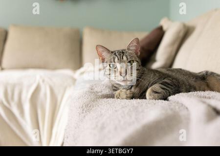 Nahaufnahme eines silbernen Tabby, der auf einer Decke auf einer Couch liegt Stockfoto