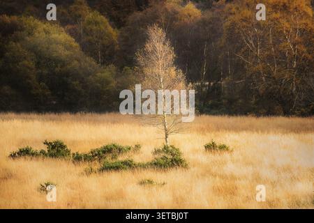 Blick auf eine einsame Birke mit goldenem Herbstlaub, die auf einem Feld aus hohem trockenem Gras mit einem dichten Wald im Hintergrund in Glendalough, C, steht Stockfoto