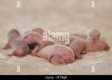 Gruppe von drei Tagen alte Hausferret-Kits in einem Nest Stockfoto