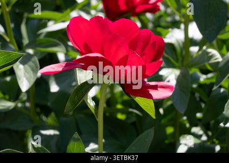 Nahaufnahme von zwei leuchtenden roten Pfingstrosenblüten mit grünen Blättern, vor einem verschwommenen Gartenhintergrund mit Holzelementen. Ideal für Gartenlandschaften Stockfoto