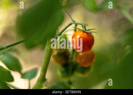 Frische Kirschtomaten, die auf der Weinrebe Reifen Stockfoto