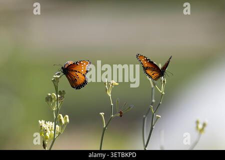 Queen-Schmetterlinge ruhen auf grünen Pflanzenstielen Stockfoto