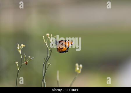Schmetterling, der auf einem zarten Pflanzenstiel liegt Stockfoto