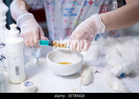 Nahaufnahme Szene von Handschuhen, die Spritze vorbereiten, um Flüssigkeit von einem kleinen weißen Haustier auf gepolstertem Tisch zu extrahieren; medizinische Vorräte einschließlich Desinfektion Stockfoto