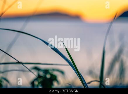 Morgentau glitzert auf Gras in der Nähe des Wassers, während die Sonne über dem Horizont aufgeht Stockfoto