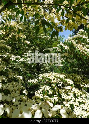 Intimes Pflanzenporträt von Cornus Kousa „John Slocock“ in der hellen Sommersonne. Faszinierend, einnehmend, Abstraktion, Fantasie, Eindruck, gesund Stockfoto