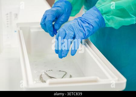 Ein medizinisches Fachpersonal verwendet Handschuhe, um medizinische Werkzeuge aus Metall in einem Wasserbehälter zu desinfizieren, was wichtige Infektionskontrollprotokolle und veranschaulicht Stockfoto