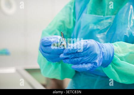 Ein medizinisches Fachpersonal in einem Kleid und blauen Handschuhen bereitet ein chirurgisches Instrument für ein medizinisches Verfahren vor, wobei die professionelle Hygiene, chirurgische Sicherheit hervorgehoben wird Stockfoto