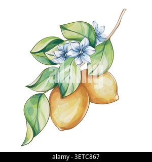 Zitronenblüte Zweig Aquarell Clipart, frische Zitrusfrüchte mit Blumen und Blättern Illustration, handgemaltes botanisches Element isoliert auf weiß Stockfoto